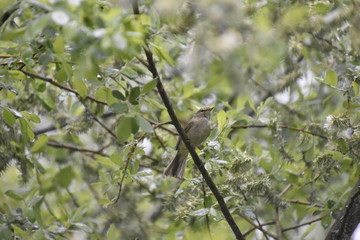 bird on a branch