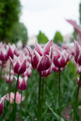 Pink tulips in city park 2