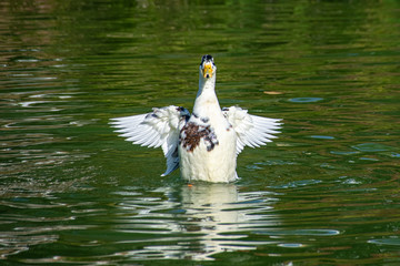 Fototapeta premium Large white and green speckled duck