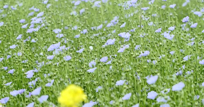 beautiful view of a field of flax in bloom
