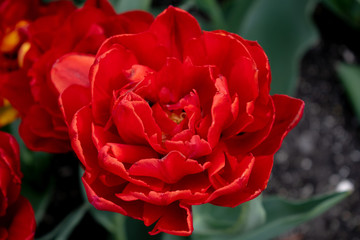 Red tulips in city park