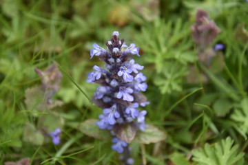 Blue flower