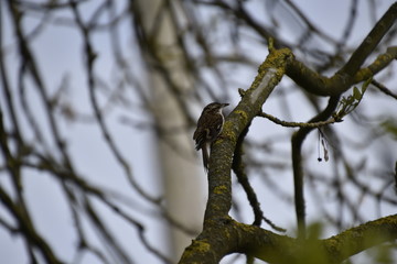 Treecreeper