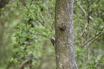 Treecreeper