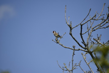 Goldfinch