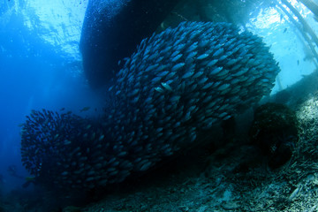 Naklejka na ściany i meble Underwater world - giant sсhool of fish. Diving and underwater photography. Papua, Raja Ampat, Indonesia. 