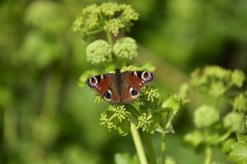 butterfly on a flower