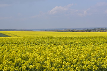 Obraz premium yellow field of oilseed rape