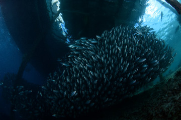 Naklejka na ściany i meble Underwater world - giant sсhool of fish. Diving and underwater photography. Papua, Raja Ampat, Indonesia. 