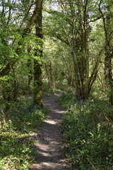 Woodland path