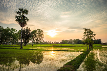 Rice Farm in Thailand