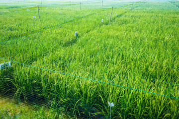 Experiment Rice Genetics Farm