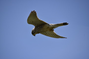 Kestrel