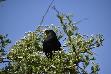 Blackbird in hedge