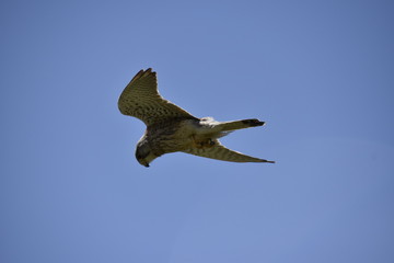 Kestrel