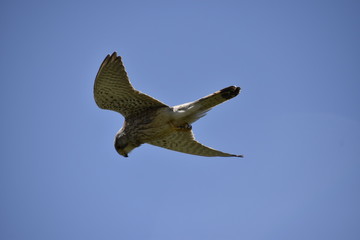 Kestrel