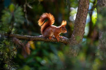 Eichhörnchen in der Nachmittagssonne