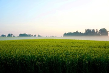 Obraz premium Yellow rape field early in the morning with trees in the fog, sunrise
