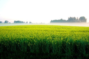 Yellow rape field early in the morning with trees in the fog, sunrise