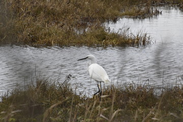 Little egret