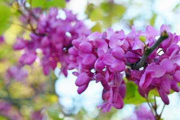 flowering plant branch with violet flowers, blurred background