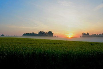 Obraz premium Yellow rape field early in the morning with trees in the fog, sunrise