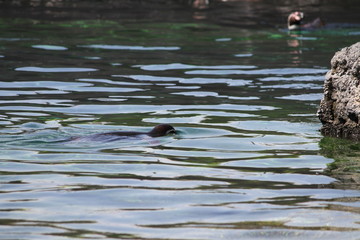 Chilean penguin