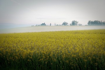 Yellow rape field early in the morning with trees in the fog, sunrise