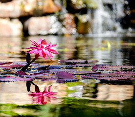water lotus with reflection