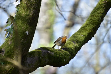Robin in Tree