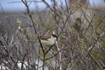 Sparrow in bush