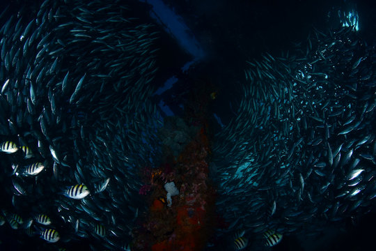 A big school of fish under the jetty. Raja Ampat, Papua, Indonesia.