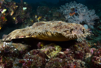 Underwater world - Tasselled wobbegong - Eucrossorhinus dasypogon. Diving and underwater photography. Raja Ampat, Indonesia.