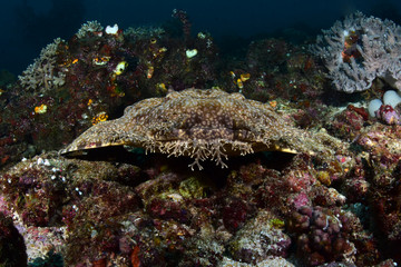 Underwater world - Tasselled wobbegong - Eucrossorhinus dasypogon. Diving and underwater photography. Raja Ampat, Indonesia.