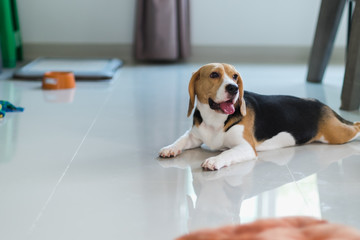 cute dog waiting for