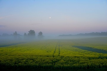 yellow rape field early in the morning with fog and moon in the sky, sunrise
