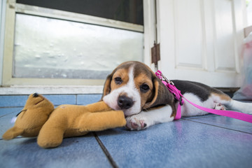 cute puppy with doll