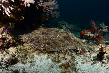 Fototapeta na wymiar Underwater world - Tasselled wobbegong - Eucrossorhinus dasypogon. Diving and underwater photography. Raja Ampat, Indonesia.