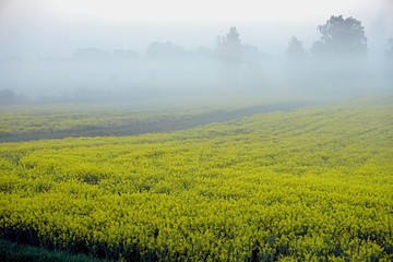 Yellow rape field early in the morning with trees in the fog, sunrise