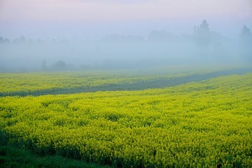 Yellow rape field early in the morning with trees in the fog, sunrise