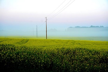 Yellow rape field early in the morning with electricity poles in the fog, sunrise