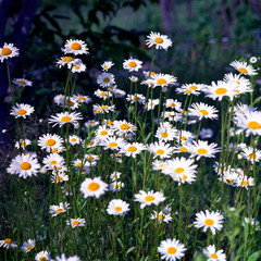 Blooming flower chamomile with leaves, living natural nature