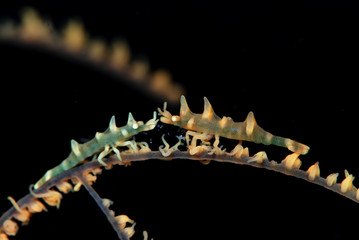Dragon shrimp - Miropandalus hardingi. Macro underwater world. Tulamben, Bali, Indonesia.