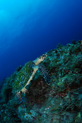 Naklejka na ściany i meble Hawksbill Turtle - Eretmochelys imbricata. Coral reefs. Diving and wide angle underwater photography. Tulamben, Bali, Indonesia.