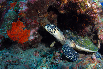 Hawksbill Turtle - Eretmochelys imbricata. Coral reefs. Diving and wide angle underwater photography. Tulamben, Bali, Indonesia.