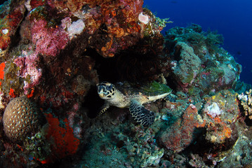 Fototapeta na wymiar Hawksbill Turtle - Eretmochelys imbricata. Coral reefs. Diving and wide angle underwater photography. Tulamben, Bali, Indonesia.