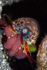 Underwater world - Peacock mantis shrimp - Odontodactylus scyllarus with eggs. Diving and macro photography. Tulamben, Bali, Indonesia.