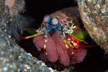 Underwater world - Peacock mantis shrimp - Odontodactylus scyllarus with eggs. Diving and macro photography. Tulamben, Bali, Indonesia.