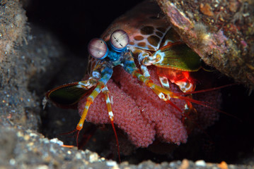 Underwater world - Peacock mantis shrimp - Odontodactylus scyllarus with eggs. Diving and macro photography. Tulamben, Bali, Indonesia.