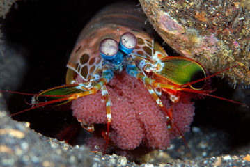Underwater world - Peacock mantis shrimp - Odontodactylus scyllarus with eggs. Diving and macro photography. Tulamben, Bali, Indonesia.